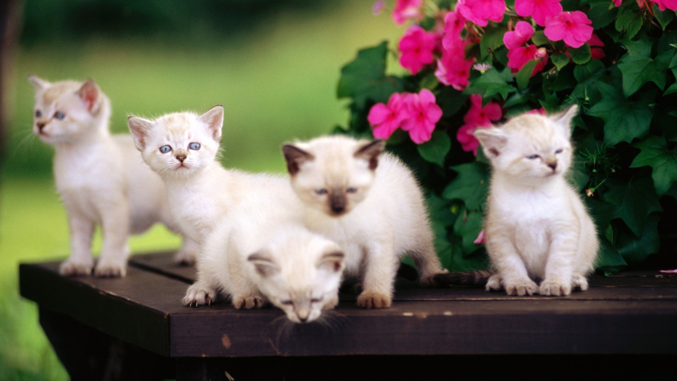 Das Cute Little Kittens Wallpaper 1366x768