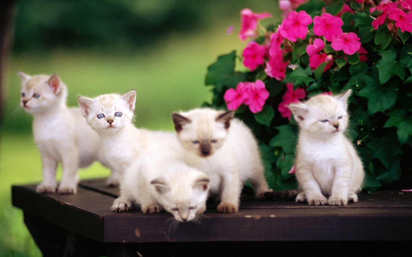 Fondo de pantalla Cute Little Kittens 1440x900