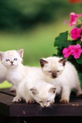 Fondo de pantalla Cute Little Kittens 320x480