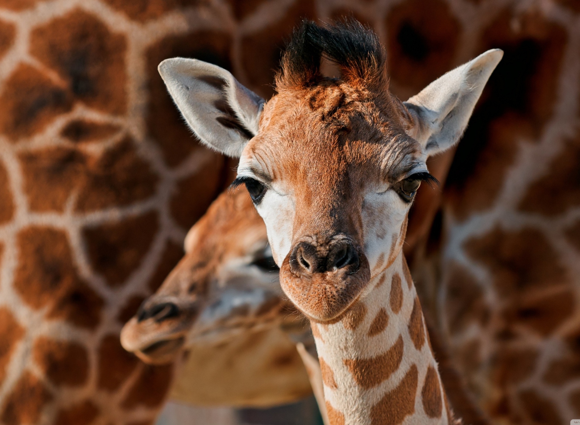 Screenshot №1 pro téma Young Giraffe 1920x1408