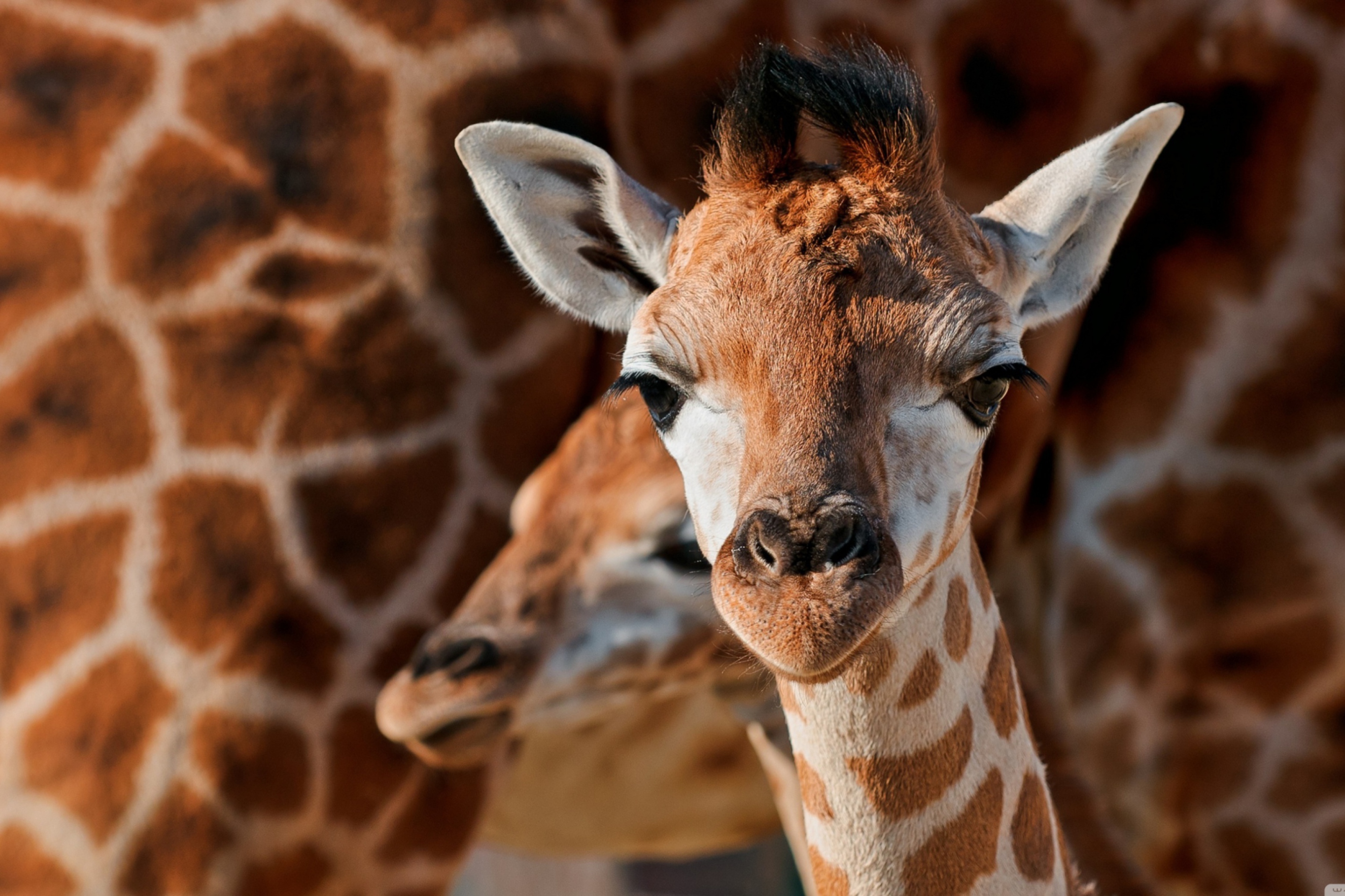 Screenshot №1 pro téma Young Giraffe 2880x1920