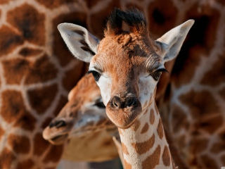 Sfondi Young Giraffe 320x240