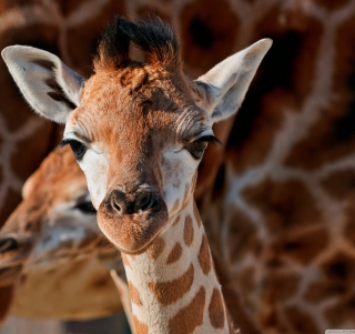 Young Giraffe - Fondos de pantalla gratis para iPad