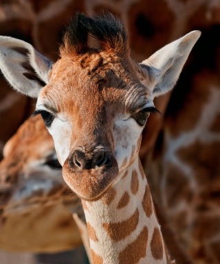 Young Giraffe - Obrázkek zdarma pro Nokia X2