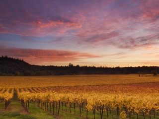 Sfondi Russian River Valley California 320x240