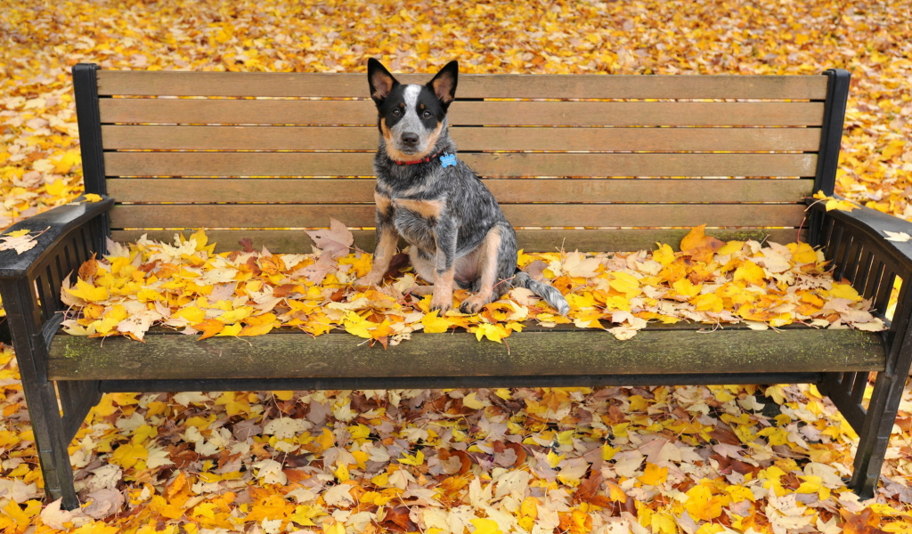 Sfondi Dog On Autumn Bench 1024x600