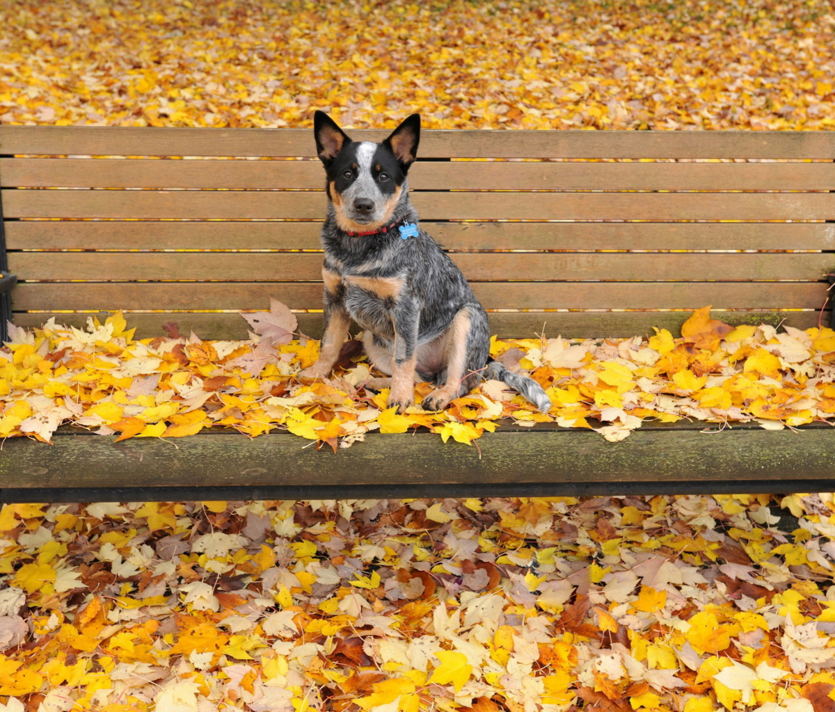 Sfondi Dog On Autumn Bench 1200x1024
