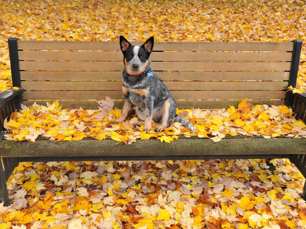 Dog On Autumn Bench wallpaper 1280x960
