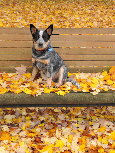Fondo de pantalla Dog On Autumn Bench 480x640