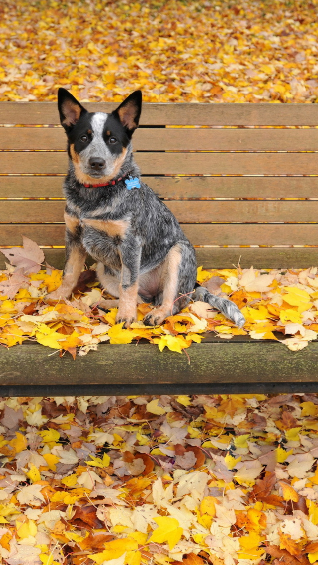 Das Dog On Autumn Bench Wallpaper 640x1136