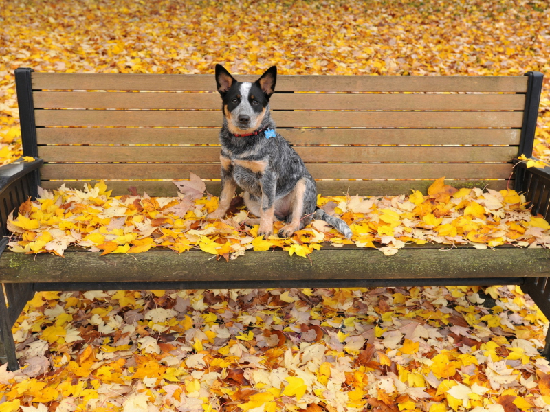 Dog On Autumn Bench screenshot #1 800x600