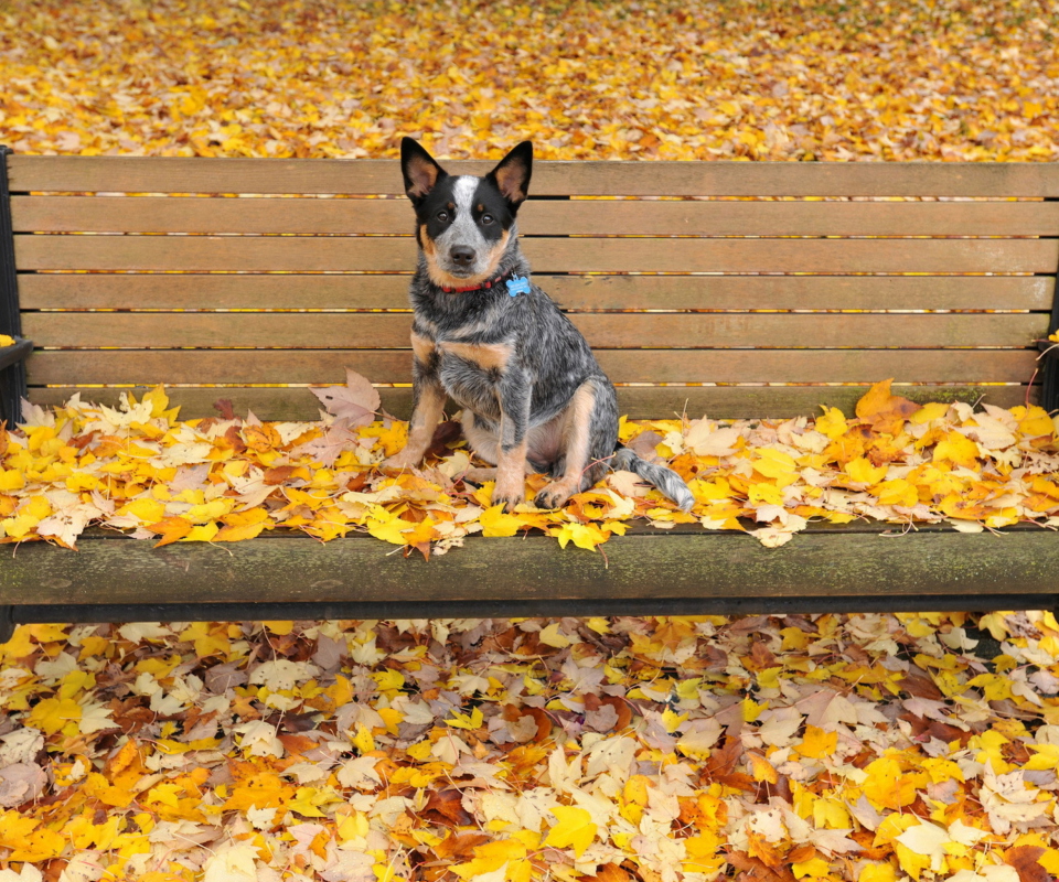 Das Dog On Autumn Bench Wallpaper 960x800