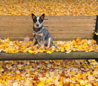 Kostenloses Dog On Autumn Bench Wallpaper für 1024x1024