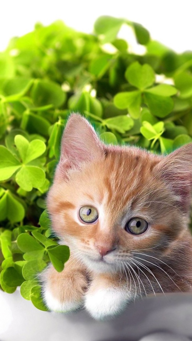 Screenshot №1 pro téma Happy Saint Patricks Day 640x1136