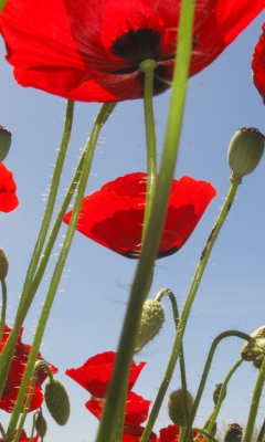 Screenshot №1 pro téma Red Poppy Field 240x400