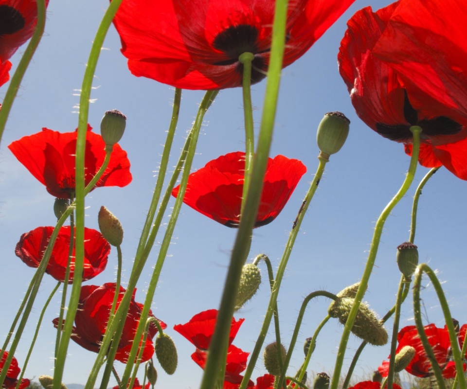 Screenshot №1 pro téma Red Poppy Field 960x800