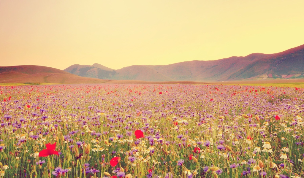 Sfondi Field Of Wild Flowers 1024x600
