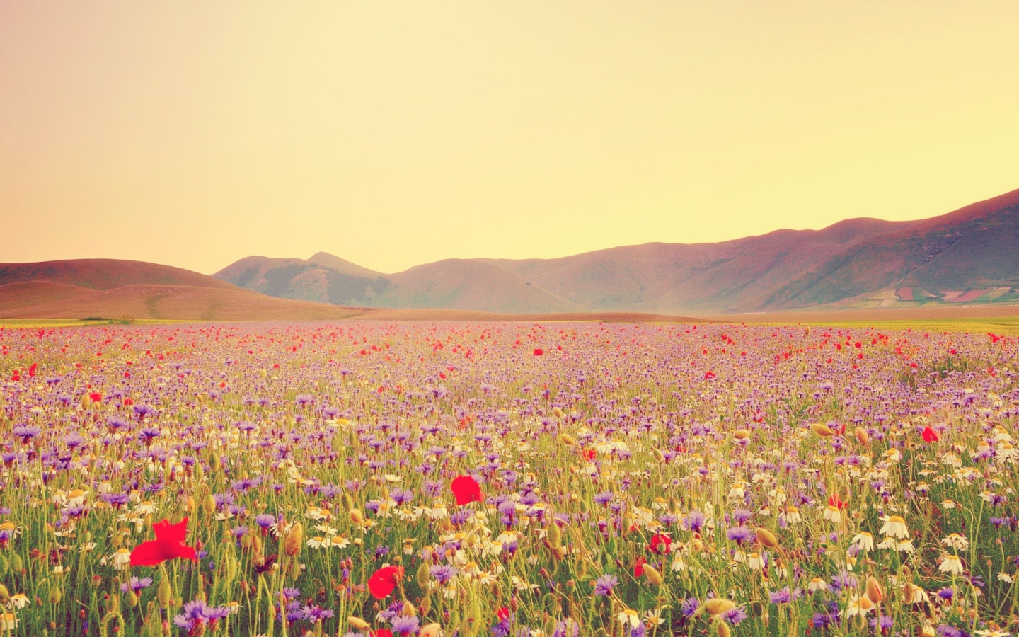 Screenshot №1 pro téma Field Of Wild Flowers 1440x900