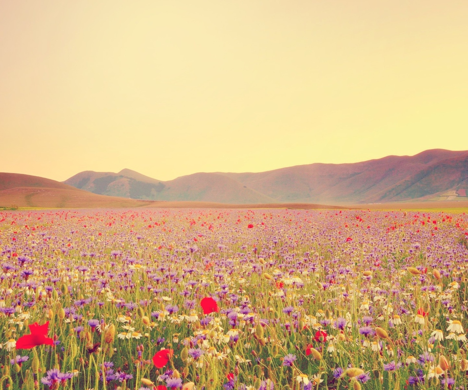 Field Of Wild Flowers screenshot #1 960x800