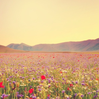 Field Of Wild Flowers - Obrázkek zdarma pro iPad