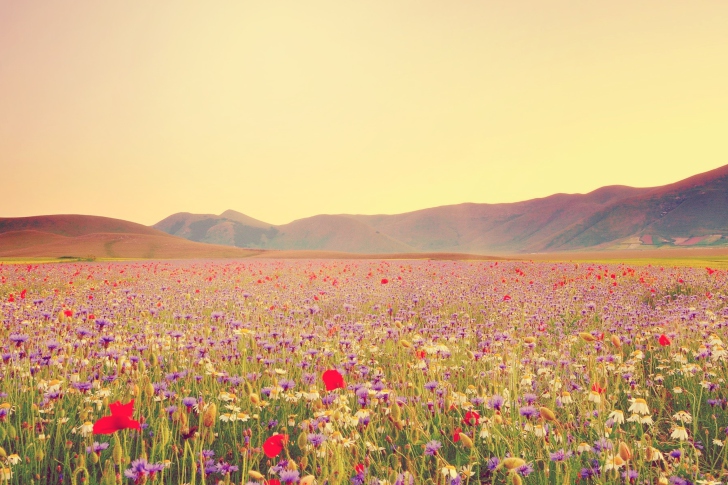 Fondo de pantalla Field Of Wild Flowers