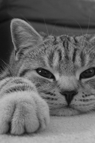 Serious Cat screenshot #1 320x480
