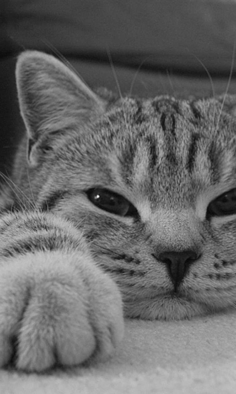 Serious Cat wallpaper 768x1280