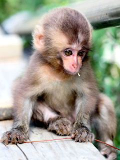 Das Little Monkey Wallpaper 240x320