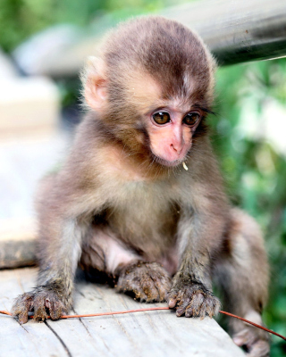 Little Monkey sfondi gratuiti per iPhone 5