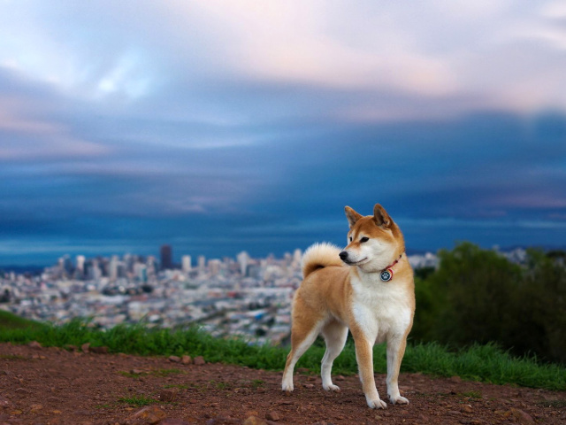 Akita Inu Japanese Dog screenshot #1 640x480
