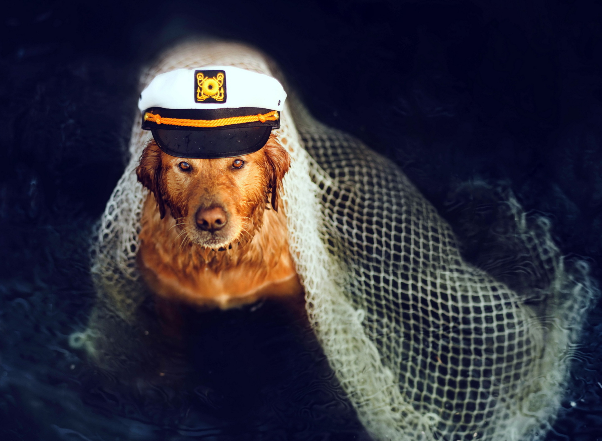 Fondo de pantalla Captain Dog 1920x1408