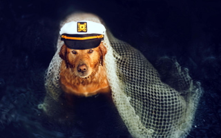 Captain Dog - Obrázkek zdarma pro HTC Desire 310