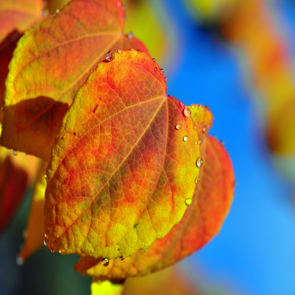 Sfondi Leaf And Drops 1024x1024