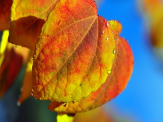 Leaf And Drops screenshot #1 320x240