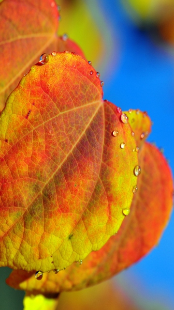 Das Leaf And Drops Wallpaper 360x640