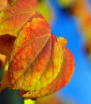 Leaf And Drops - Obrázkek zdarma pro 176x220