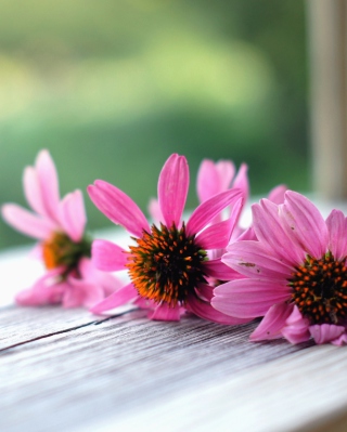 Pink Daisies - Obrázkek zdarma pro iPhone 5S