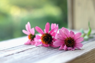 Pink Daisies Background for Android, iPhone and iPad