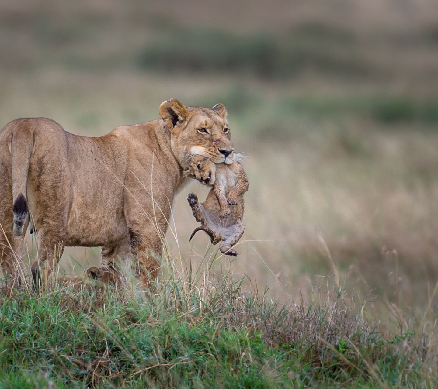 Das Moment Of Wildlife Wallpaper 1440x1280