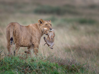 Fondo de pantalla Moment Of Wildlife 320x240