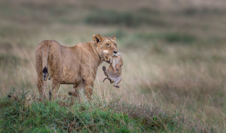 Moment Of Wildlife - Obrázkek zdarma pro Fullscreen 1152x864