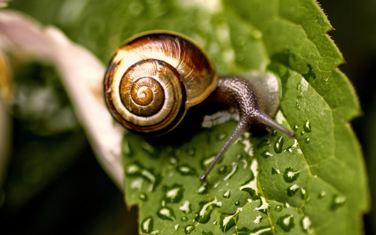 Fondo de pantalla Snail On Leaf 1440x900