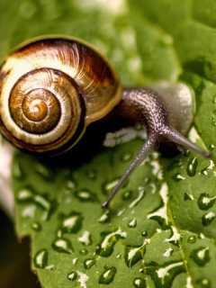 Screenshot №1 pro téma Snail On Leaf 240x320