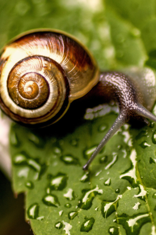 Обои Snail On Leaf 320x480