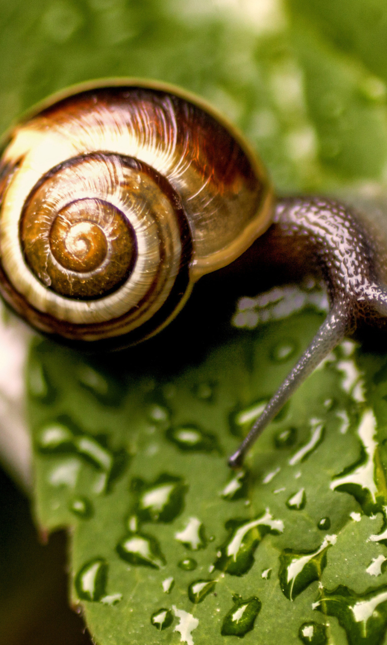 Das Snail On Leaf Wallpaper 768x1280