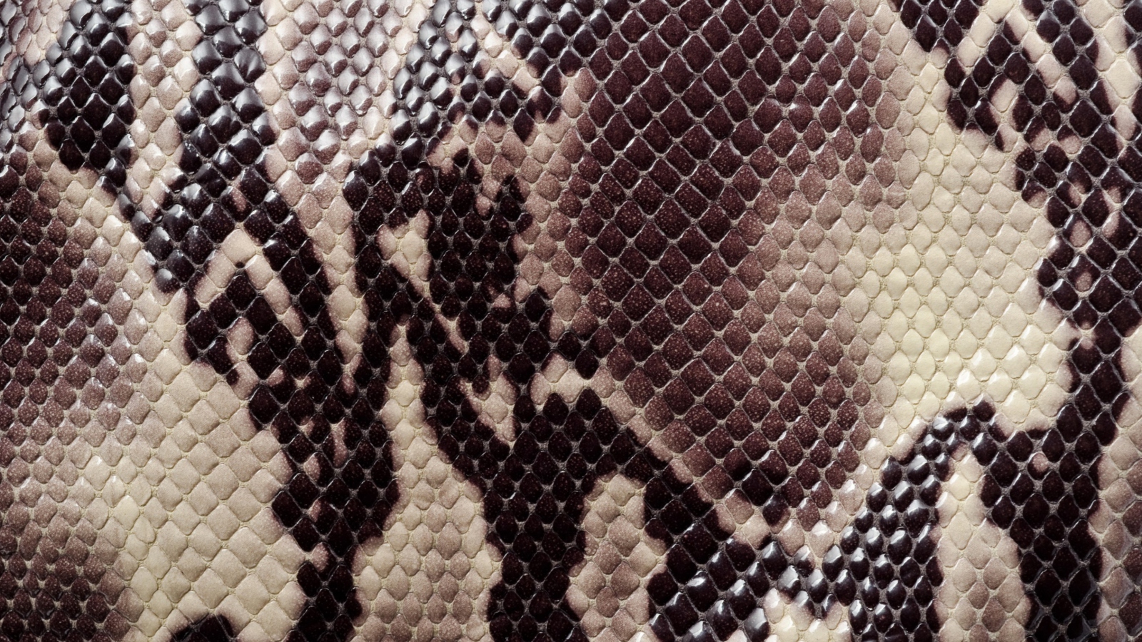 Das Snake Skin Wallpaper 1600x900