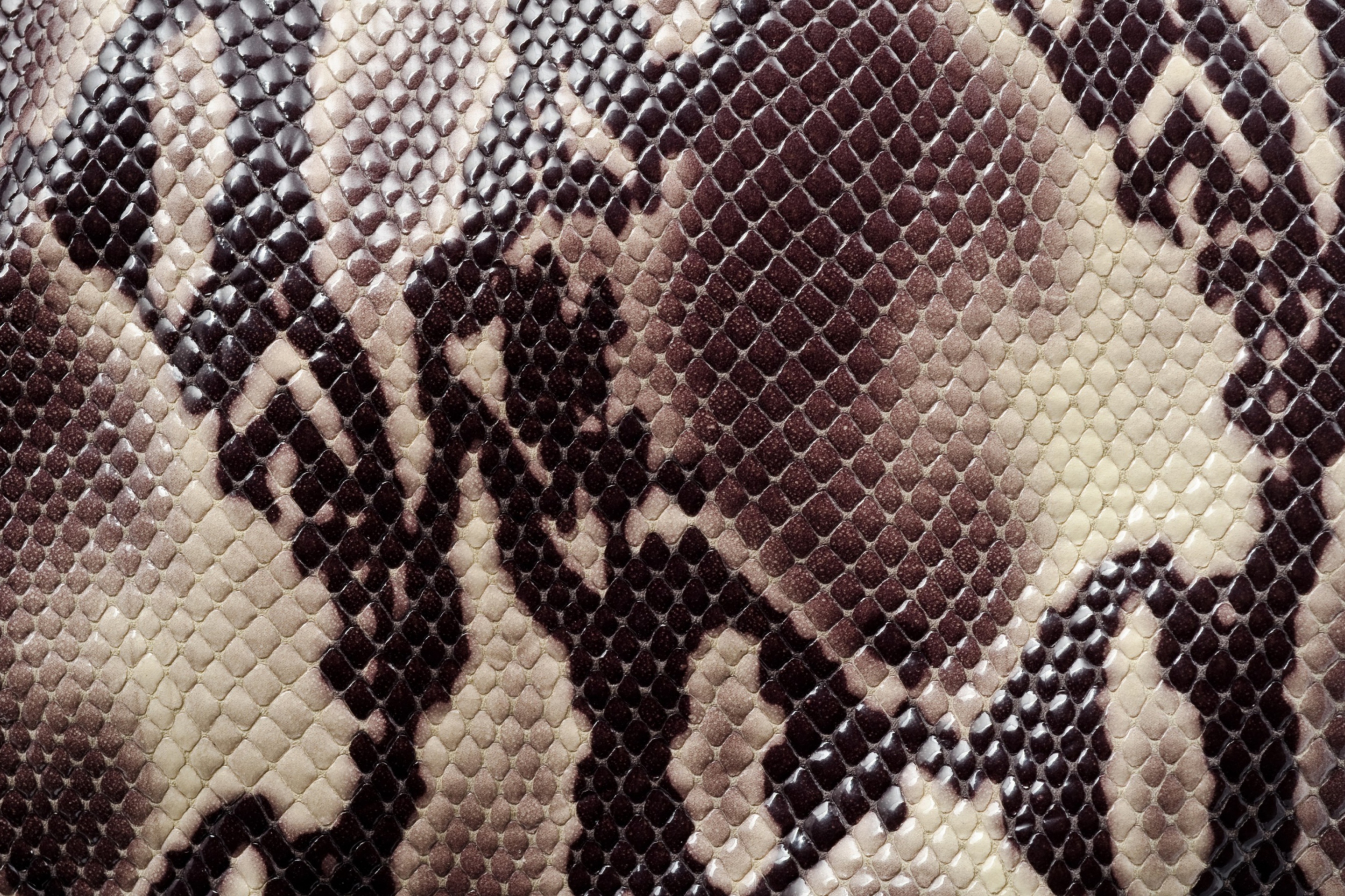 Das Snake Skin Wallpaper 2880x1920