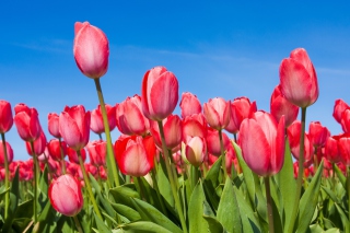 Red Tulips sfondi gratuiti per Android 480x800