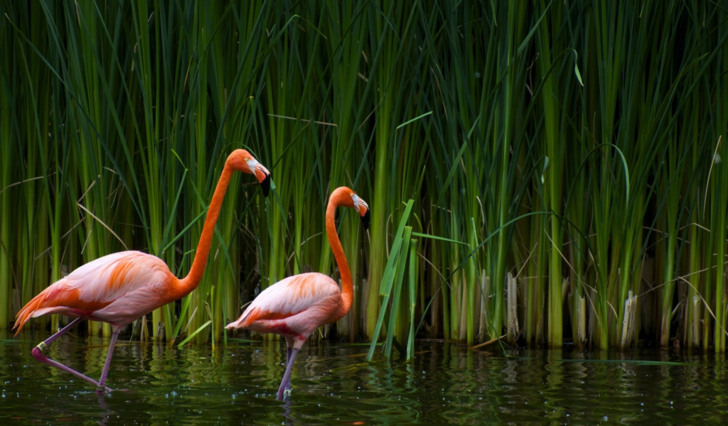 Fondo de pantalla Two Flamingos 1024x600