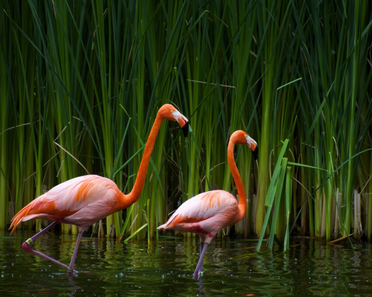 Обои Two Flamingos 1280x1024